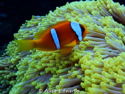 Took this phot in the Red Sea last week, taken at Daedalu... by Alice Edwards 
